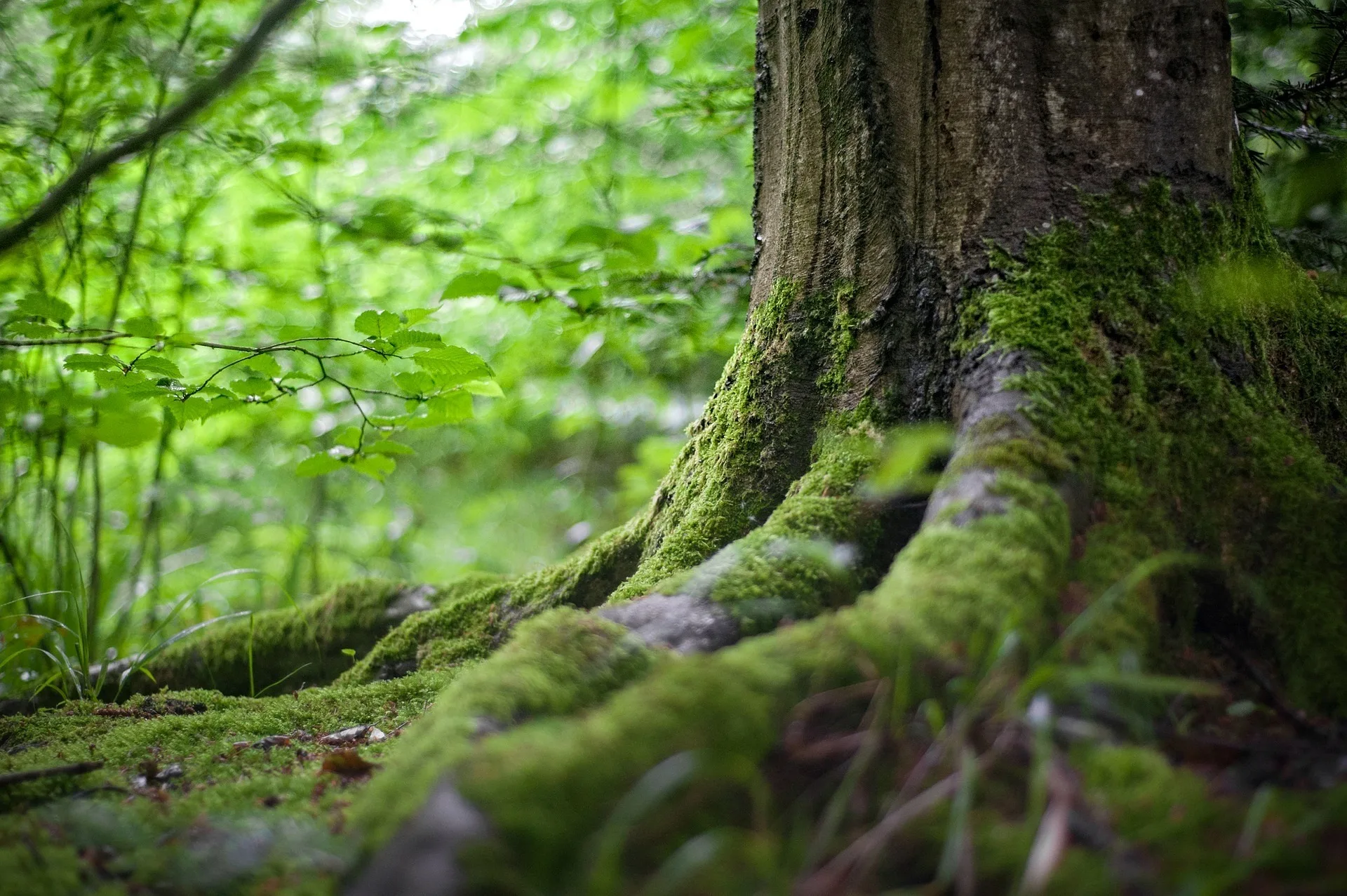 森と自然の風景