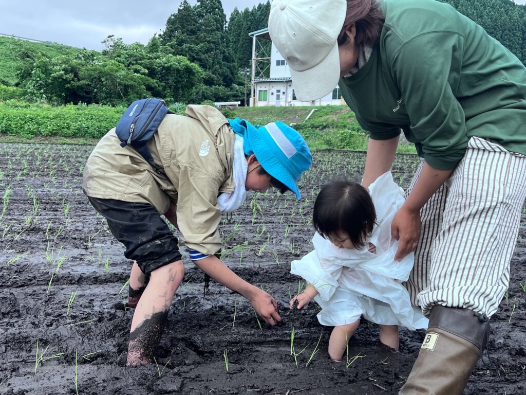 田植えの様子